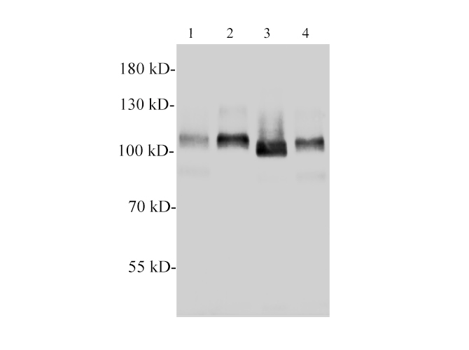 Western blotting with anti-MCM3 polyclonal antibody at dilution of 1:1000. Lane 1:PC-12 cell lysate,Lane 2:C6 cell lysate,lane 3:Raw264.7 cell lysate,lane 4:NIH/3T3 cell lysate.