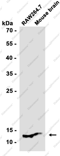 Recombinant PEN2 Monoclonal Antibody - 2