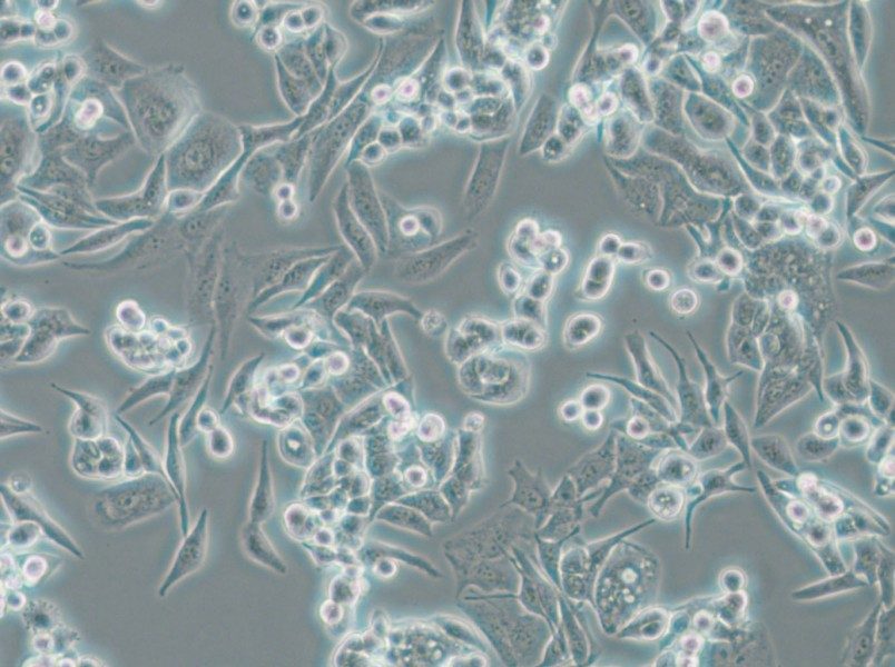 SUIT-2 Cell Complete Medium - small - 6