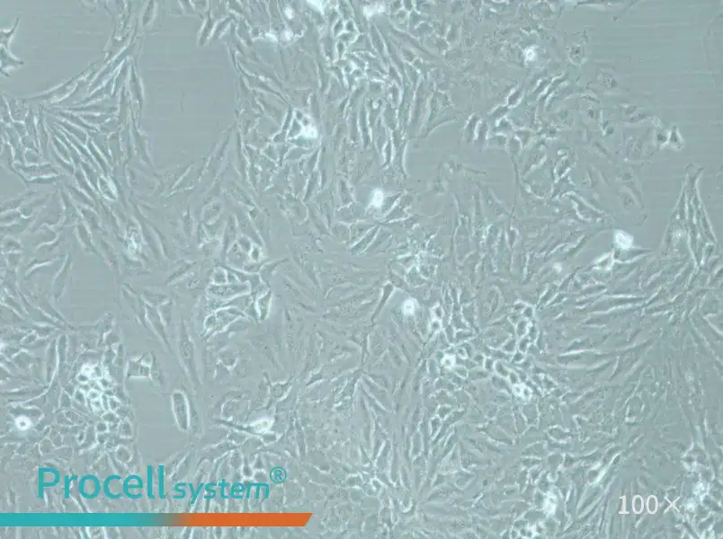 Hela Cell Complete Medium - 3