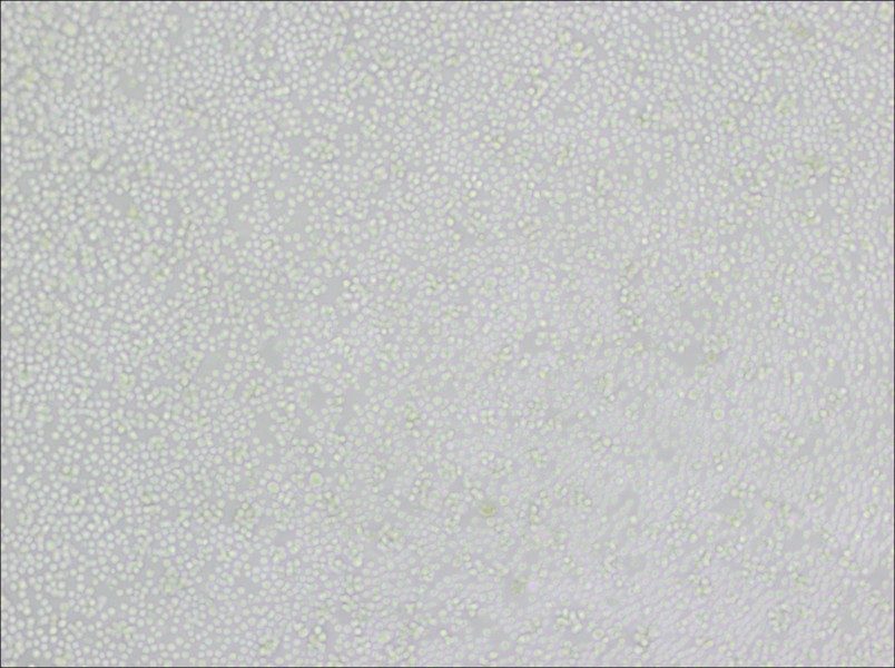 P388D1 Cell Complete MediumP388D1 Cell Complete Medium - 3