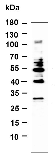 Recombinant BNIP-3 Monoclonal Antibody-searchlist-1