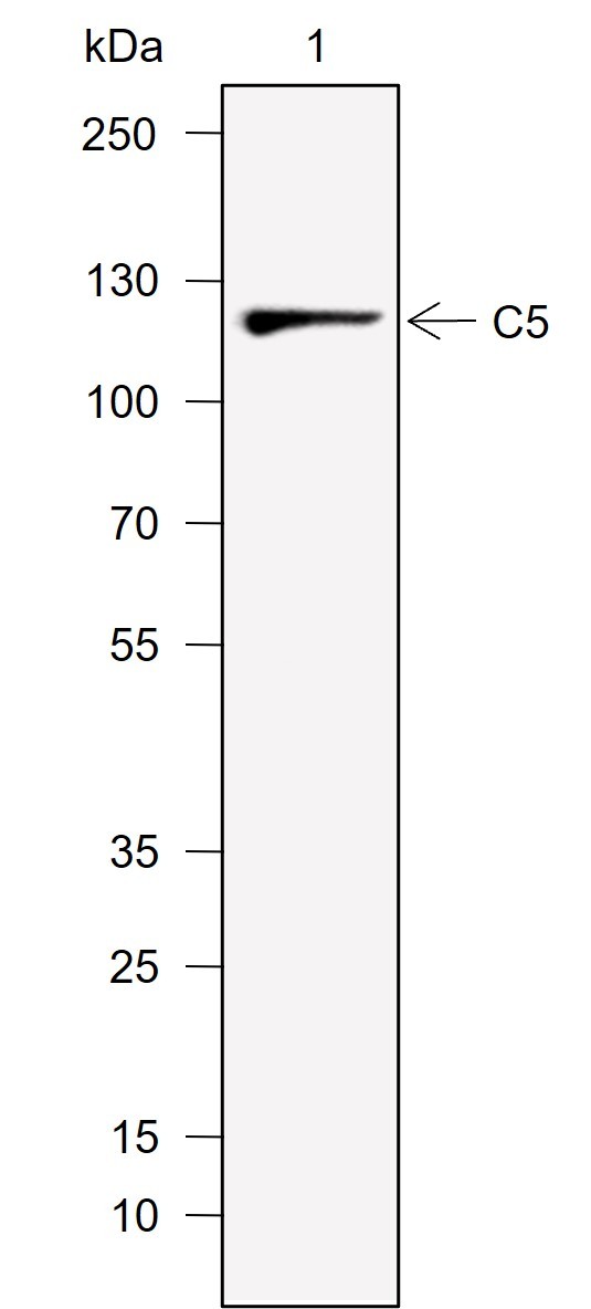 Recombinant C5 Monoclonal Antibody-searchlist-1