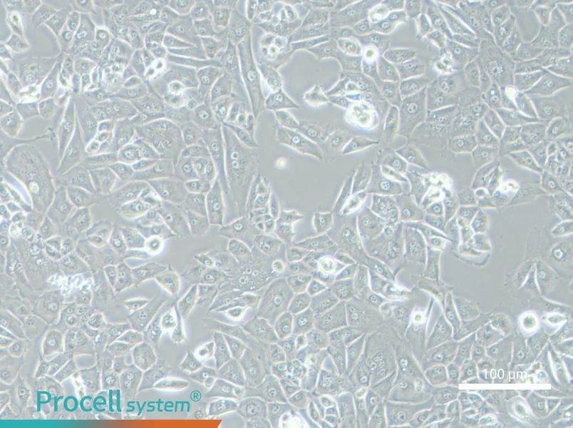 NCI-H226 [H226]NCI-H226 [H226] - 2