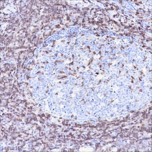 Recombinant CD3 epsilon Monoclonal Antibody - small - 4