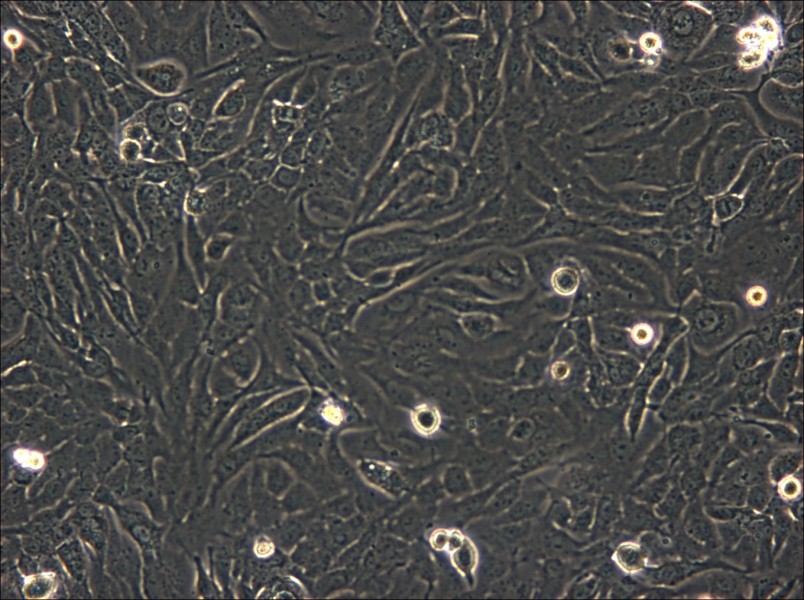 SK-GT-4 Cell Complete Medium - small - 5