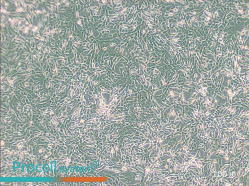SUM159PT Cell Complete MediumSUM159PT Cell Complete Medium - 3