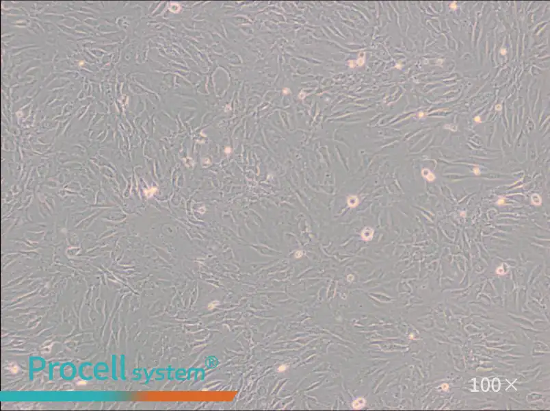 SW 982 [SW-982, SW982] (L15) Cell Complete MediumSW 982 [SW-982, SW982] (L15) Cell Complete Medium - 2