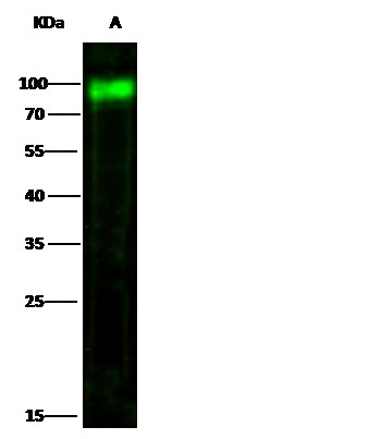 Recombinant CD155/PVR/NECL5 Monoclonal Antibody-searchlist-1