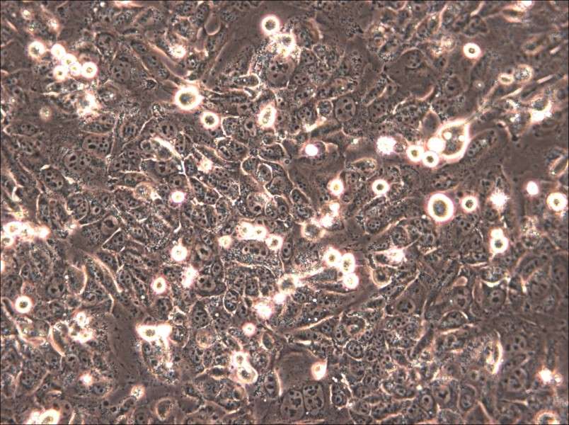 HTh83 Cell Complete Medium - 6