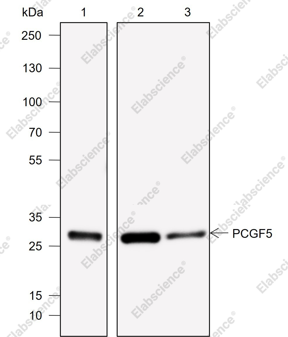 Recombinant PCGF5 Monoclonal Antibody - 1