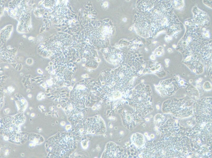 TE-14 Cell Complete Medium - small - 9