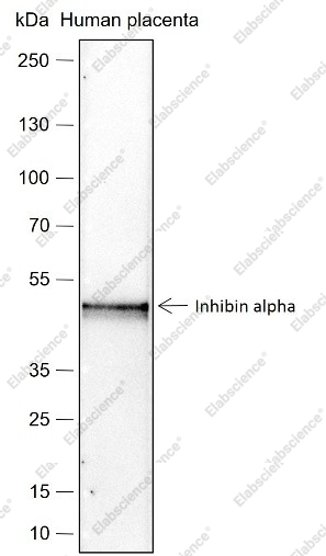Recombinant Inhibin alpha Monoclonal Antibody - 1