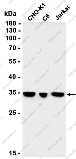 Recombinant OR1A1 Monoclonal Antibody - 1