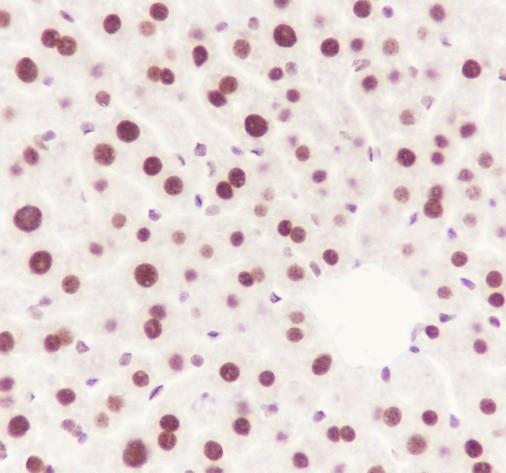 Recombinant ATF1 Monoclonal Antibody - small - 4