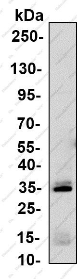 Recombinant DNAM-1 Monoclonal Antibody - 1