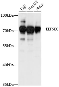 Western blot analysis of extracts of various cell lines using EEFSEC Polyclonal Antibody at 1:1000 dilution.