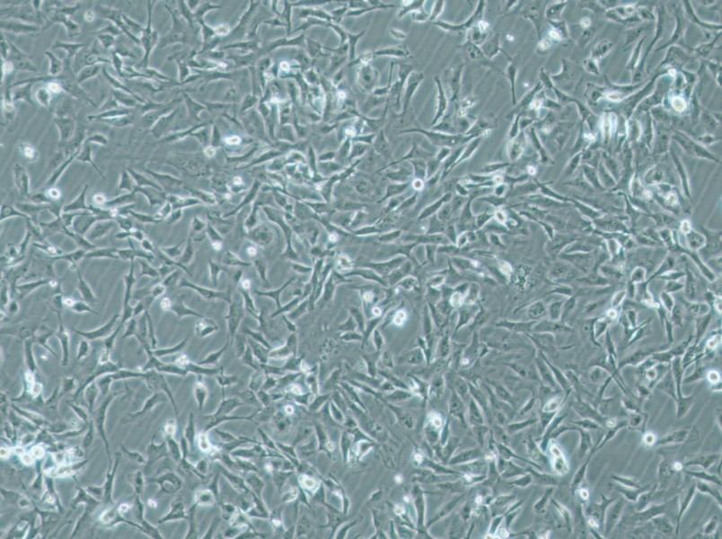 MiCl1 (S+L-) Cell Complete Medium-searchlist-1