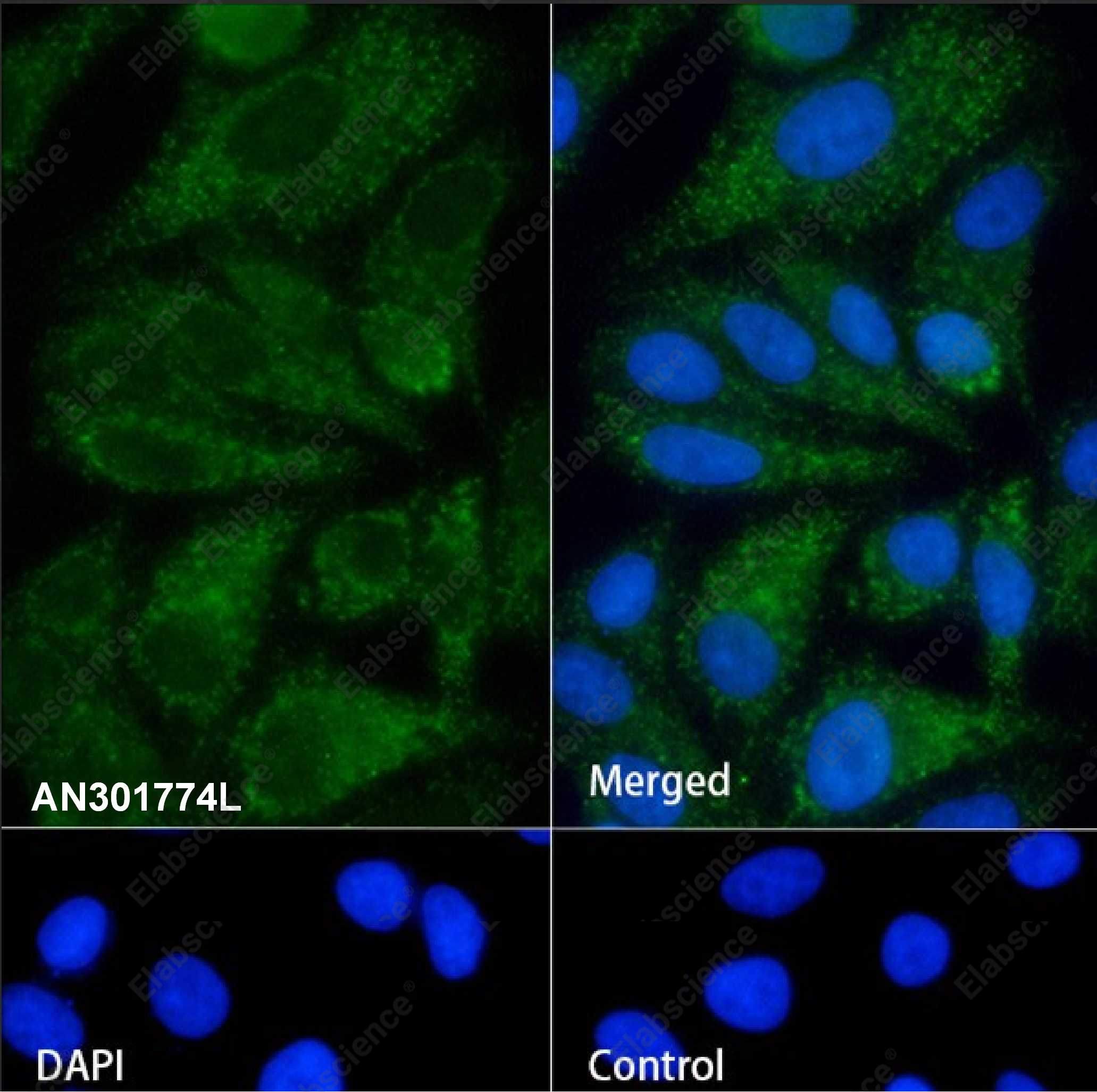Recombinant COX IV Monoclonal Antibody - 2