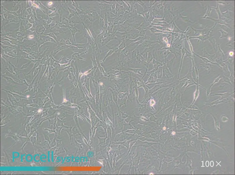 KHM-5M Cell Complete MediumKHM-5M Cell Complete Medium - 2