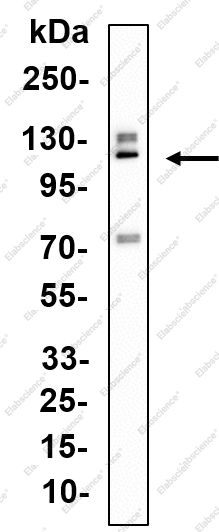 Recombinant Synaptopodin Monoclonal Antibody - 1