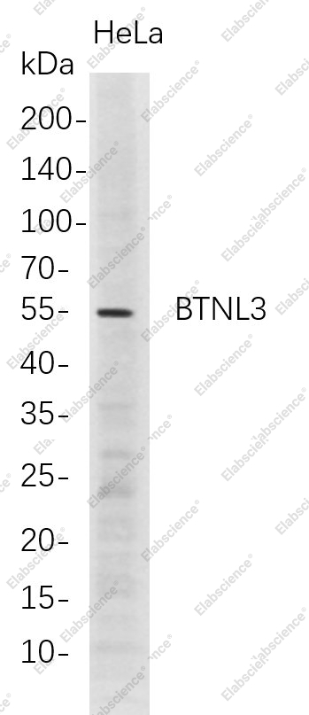 Recombinant BTNL3 Monoclonal Antibody - 1