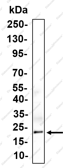 Recombinant alpha A Crystallin Monoclonal Antibody - 1