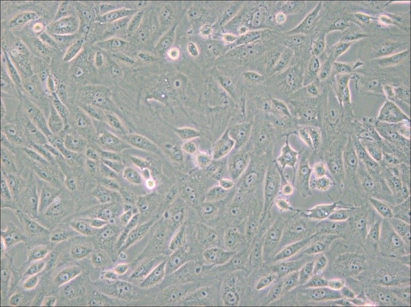 BS-C-1 Cell Complete Medium - 4