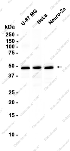 Recombinant RTN4 Monoclonal Antibody - 1