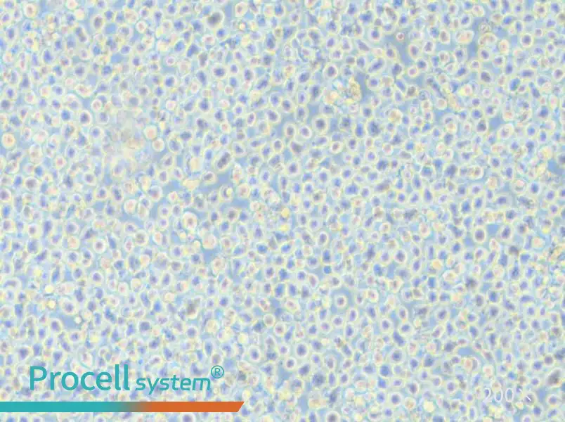 AMO1 Cell Complete Medium - 4