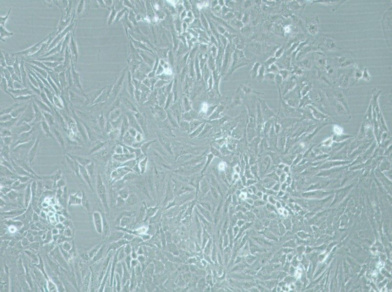 Hela Cell Complete Medium - 3