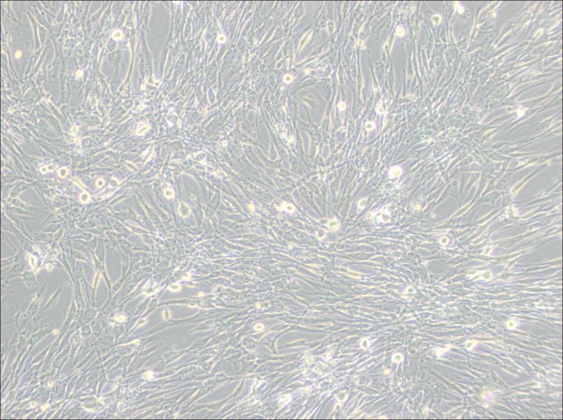 U-118 MG Cell Complete MediumU-118 MG Cell Complete Medium - 3