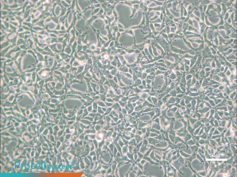 293 [HEK-293] Cell Complete Medium - small - 4