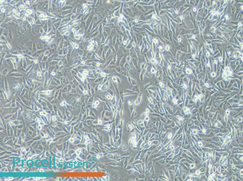 MDA-MB-231 (L15) Cell Complete Medium - 1