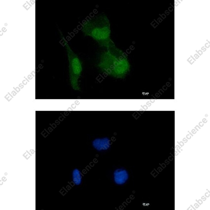Recombinant HIF1AN Monoclonal Antibody - 2