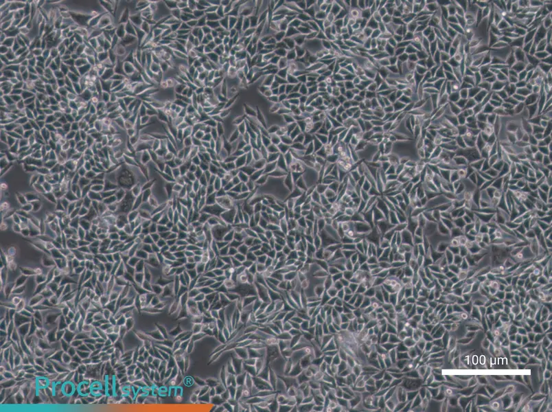 L-WRN Cell Complete Medium - 1