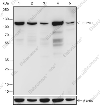 Recombinant PTPN12 Monoclonal Antibody - 1