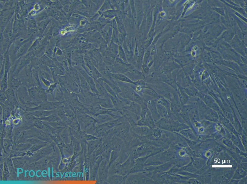 Rat Umbilical Cord Mesenchymal Stem Cell Complete Medium - 6
