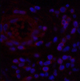 Immunofluorescence analysis of Human appendix tissue using NFkappaB-p65 Monoclonal Antibody at dilution of 1:200.