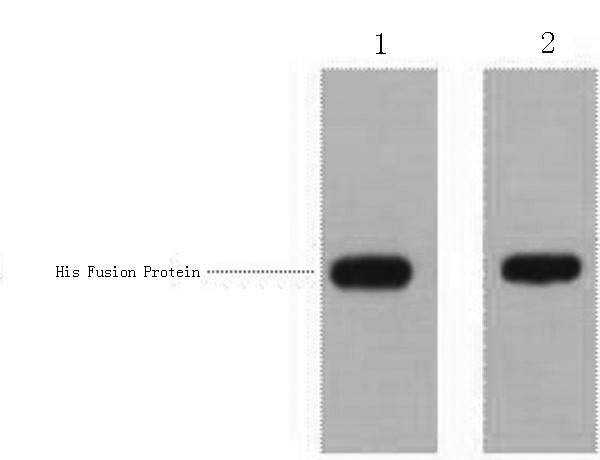 Western Blot analysis of 1ug His fusion protein using His-Tag Polyclonal Antibody at dilution of 1:1000.