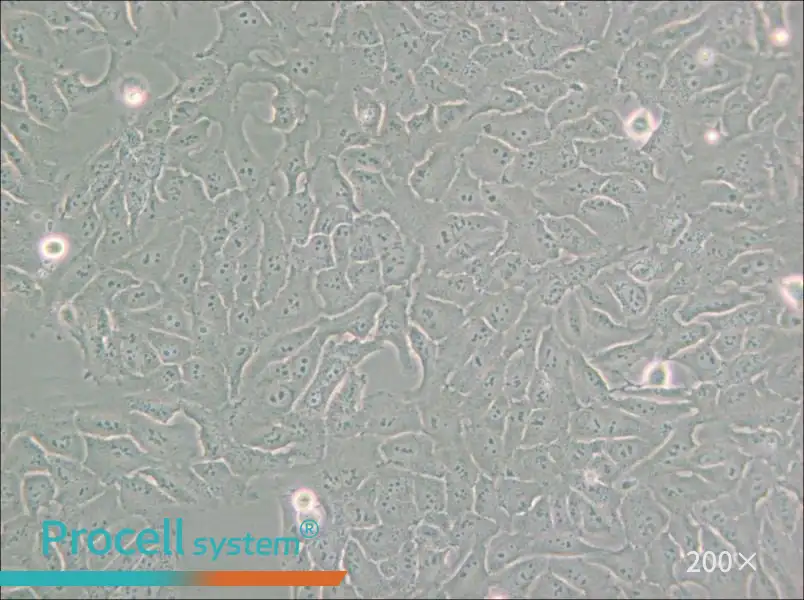 KHOS-240S Cell Complete Medium - 5