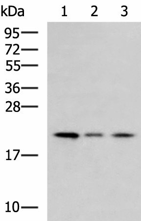 Western blot analysis of Jurkat cell Mouse kidney tissue HepG2 cell lysates  using MRPL22 Polyclonal Antibody at dilution of 1:800