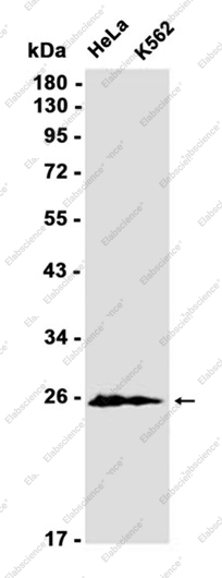 Recombinant MUC1 Monoclonal Antibody - 1