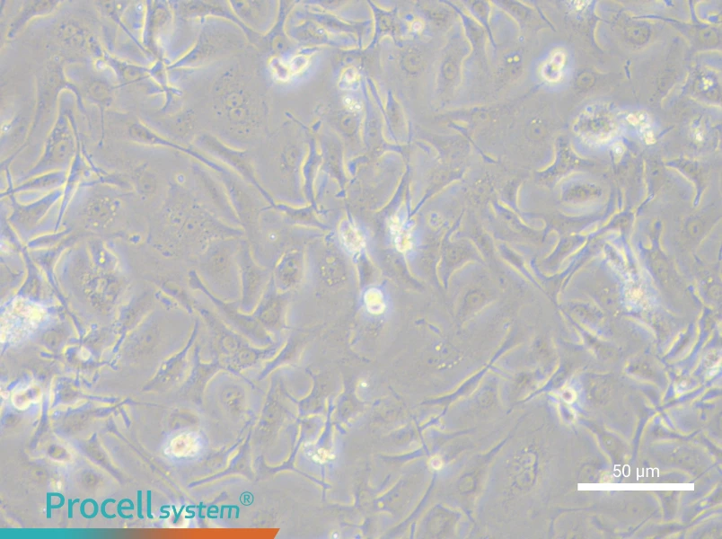 TGBC18TKB Cell Complete MediumTGBC18TKB Cell Complete Medium - 6