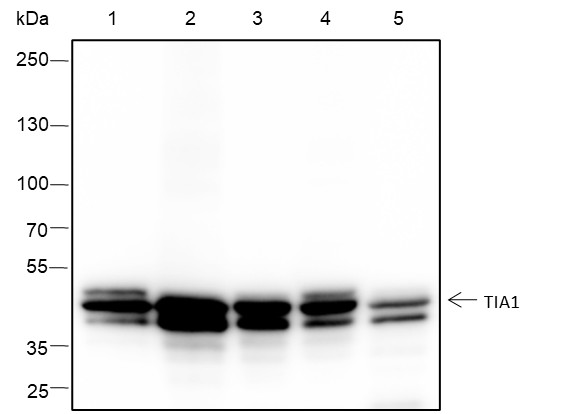Recombinant TIA1 Monoclonal Antibody-searchlist-1