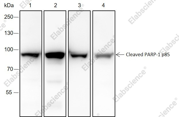 Recombinant Cleaved PARP1 p85 Monoclonal Antibody - 1