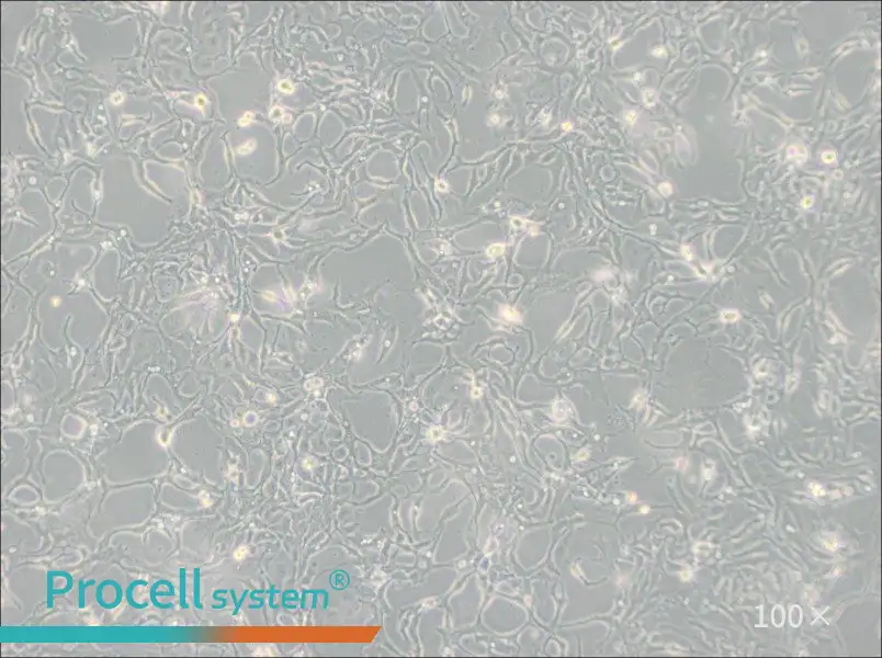 BT-20 Cell Complete Medium - 1