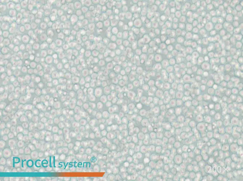 YT Cell Complete Medium - small - 5