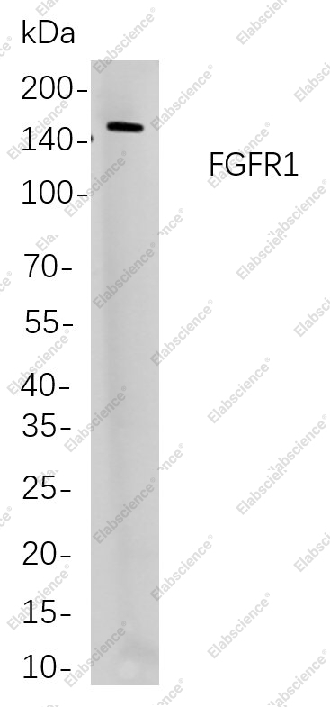 Recombinant FGFR1 Monoclonal Antibody - 1