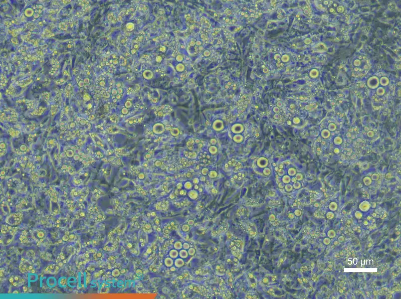 Mouse Brown Adipocyte Complete Medium - 5